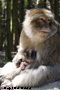 Monkey with a baby