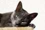 Russian blue