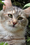 Norwegian forest cat