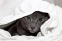 Russian blue