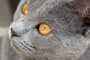 Chartreux