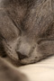 Chartreux