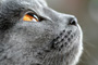 Chartreux