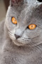 Chartreux