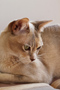 Burmese cat