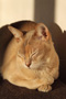 Burmese cat