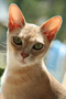Burmese cat
