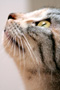 Domestic cat