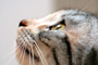 Domestic cat