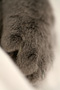 Cat paw